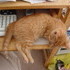 More Kitten Photos