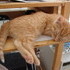 More Kitten Photos