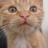 More Kitten Photos