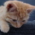 More Kitten Photos