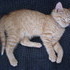 More Kitten Photos