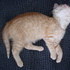 More Kitten Photos