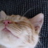 More Kitten Photos