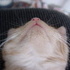 More Kitten Photos
