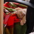 More Kitten Photos