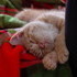 More Kitten Photos