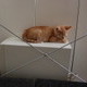 More Kitten Photos
