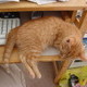 More Kitten Photos