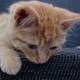 More Kitten Photos