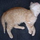 More Kitten Photos