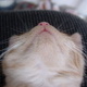 More Kitten Photos