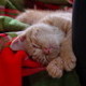 More Kitten Photos