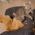 Cheshire and Chloe Pretending to be Friends