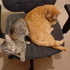 Cheshire and Chloe Pretending to be Friends