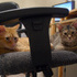 Cheshire and Chloe Pretending to be Friends