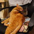 Cheshire and Chloe Pretending to be Friends