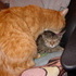 Cheshire and Chloe Pretending to be Friends