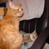 Cheshire and Chloe Pretending to be Friends