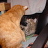 Cheshire and Chloe Pretending to be Friends