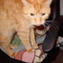Cheshire and Chloe Pretending to be Friends