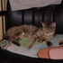 Cheshire and Chloe Pretending to be Friends