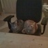 Cheshire and Chloe Pretending to be Friends
