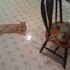 Cheshire and Chloe Pretending to be Friends