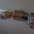 Cheshire and Chloe Pretending to be Friends