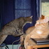 Cats