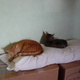 Cats