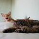 Cats
