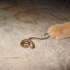 Cat vs Snake