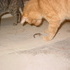 Cat vs Snake