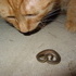 Cat vs Snake