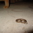 Cat vs Snake