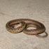 Cat vs Snake