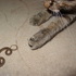 Cat vs Snake