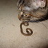 Cat vs Snake