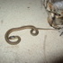 Cat vs Snake