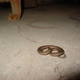 Cat vs Snake