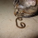 Cat vs Snake