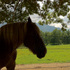 Cades Cove Loop Road in Tennessee