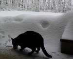 Of snow, and meow mix.