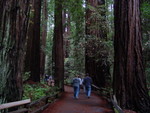 Redwood Trees at Muir Woods National Monument