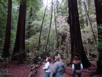 Redwood Trees at Muir Woods National Monument