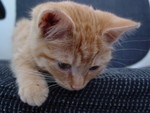 More Kitten Photos